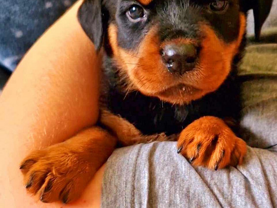 Rottweileri kutsikad