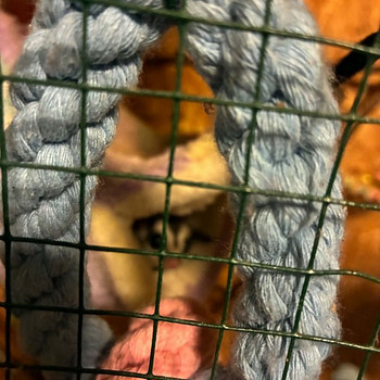 Suhkruorav - sugar glider