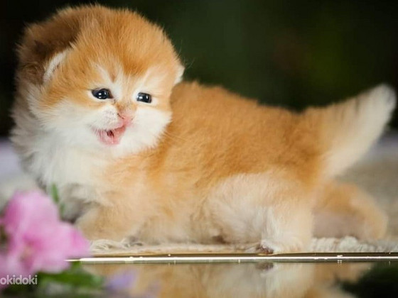 Золотой британский котёнок