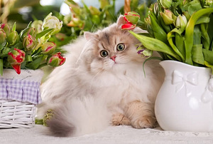Золотой британский котёнок (4 фото из 4)