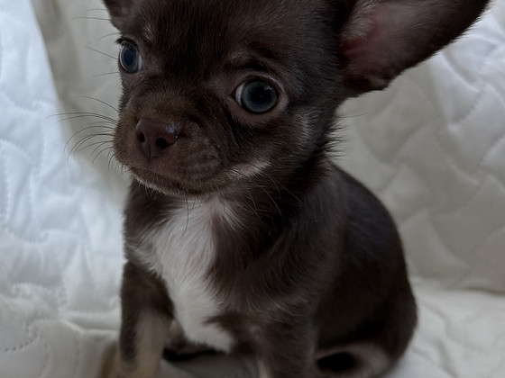 Chihuahua kutsikad müügil
