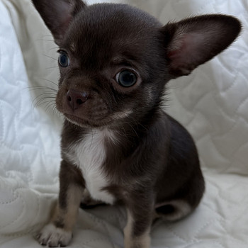 Chihuahua kutsikad müügil