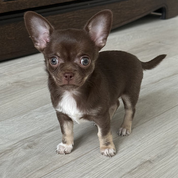 Chihuahua kutsikad müügil