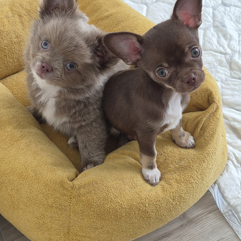 Chihuahua kutsikad müügil