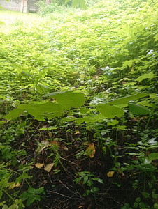 Müüa Kreeka pähkli istikuid (1 foto / 1)