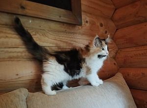 Норвежская лесная кошка (2 фото из 3)