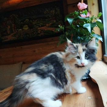 Норвежская лесная кошка