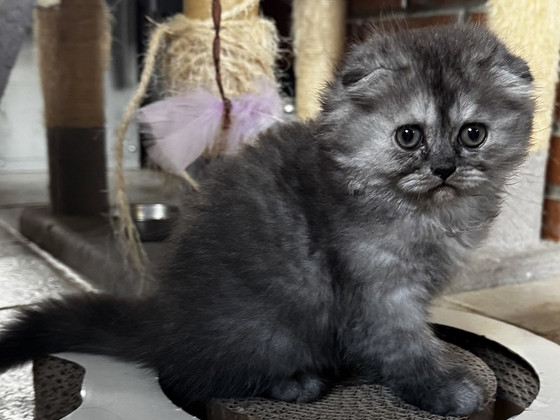 Шотландские котята