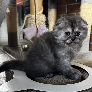 Scottish fold/straight