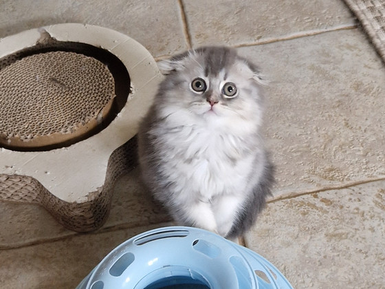 Шотландские котята