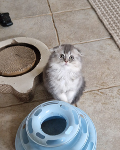 Шотландские котята (6 фото из 6)