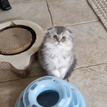 Scottish fold/straight