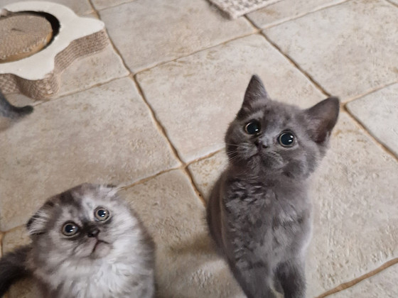 Scottish fold/straight