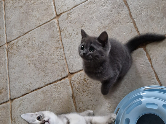 Scottish fold/straight