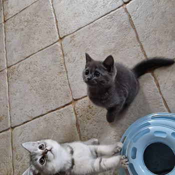 Scottish fold/straight