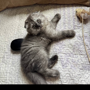 Шотландские котята
