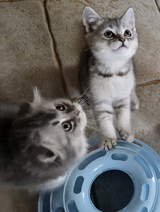 Шотландские котята (2 фото из 6)