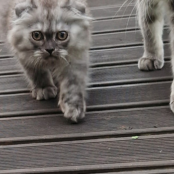 Шотландские котята