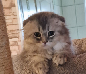 Шотландские котята (4 фото из 6)