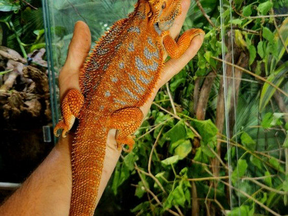 Habeagaami pojad