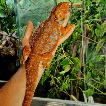 Habeagaami pojad