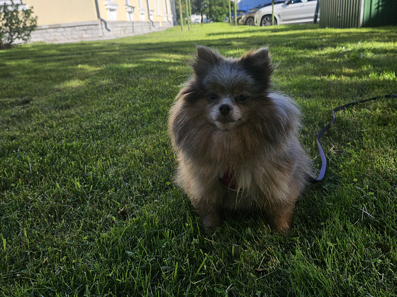 Pomeranian tüdruk