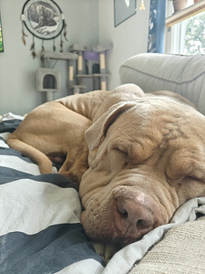 American Bully XL uros (1 valokuva sivusta 5)