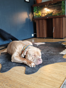 American Bully XL uros (2 valokuva sivusta 5)