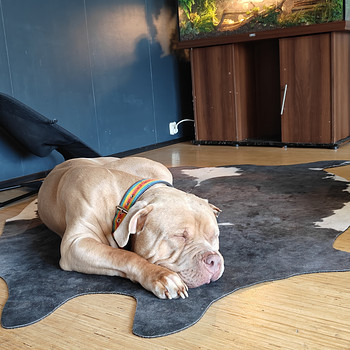 American Bully XL uros