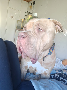 American Bully XL uros (3 valokuva sivusta 5)