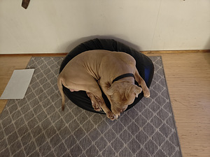 American Bully XL uros (4 valokuva sivusta 5)