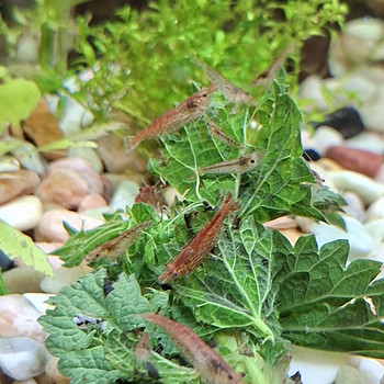 Krevetid(Cherry)