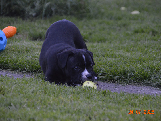 Staffordshire,i bullterrieri kutsikad