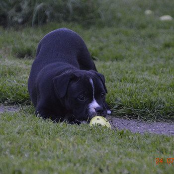 Staffordshire,i bullterrieri kutsikad
