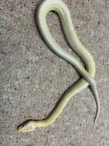Python bivittatus 1.0 (4 foto / 5)