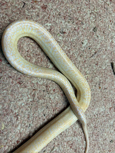 Python bivittatus 1.0 (5 foto / 5)