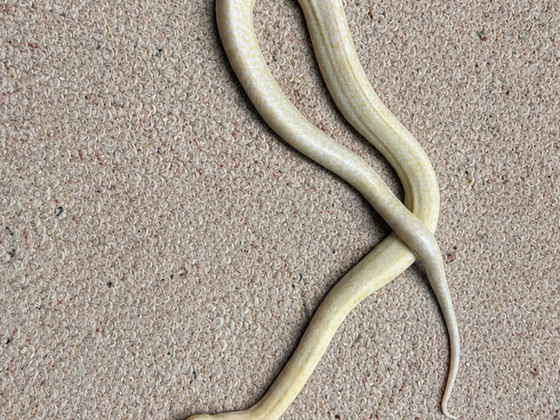 Python bivittatus 1.0