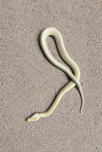Python bivittatus 1.0 (3 foto / 5)