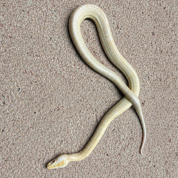 Python bivittatus 1.0
