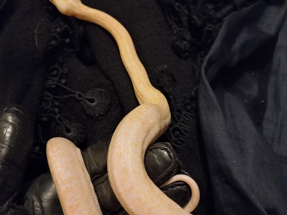 Python bivittatus 1.0