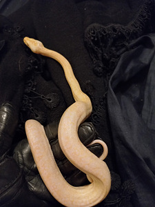 Python bivittatus 1.0 (1 foto / 5)
