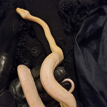 Python bivittatus 1.0