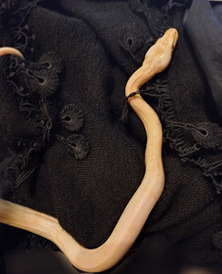 Python bivittatus 1.0 (2 foto / 5)