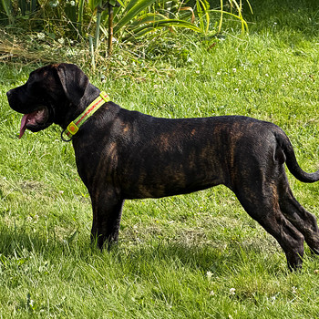 Cane Corso emased kutsikad