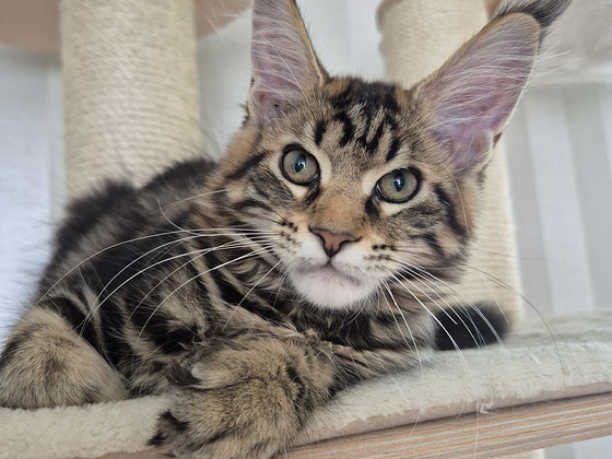 Mainecoon girl