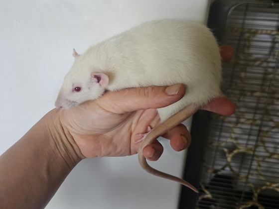 Домашняя крыса Dumbo