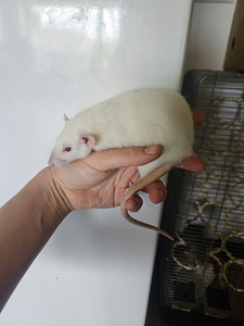 Kodurott Dumbo (1 foto / 1)