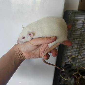 Домашняя крыса Dumbo