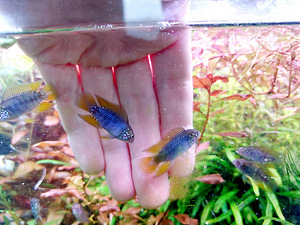 Apistogramma borellii Opal (1 foto / 3)