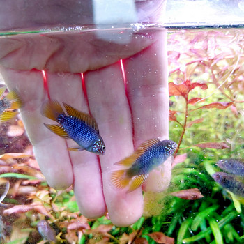 Apistogramma borellii Opal